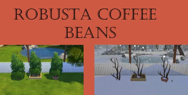 Robusta Coffee Beans Harvestable
